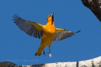 Trupial bielokrídly - Icterus bullockii - Bullock's Oriole