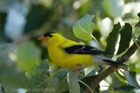 Stehlík zlatý - Carduelis tristis - American Goldfinch