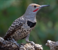 Vlikáč zlatý - Colaptes auratus - Northern Flicker