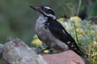Ďateľ vlasatý - Leuconotopicus (Picoides) villosus - Hairy Woodpecker