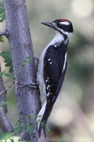 Ďateľ vlasatý - Leuconotopicus (Picoides) villosus - Hairy Woodpecker