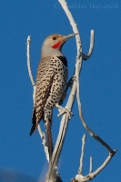 Vlikáč zlatý - Colaptes auratus - Northern Flicker