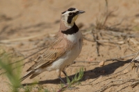 Uškárik vrchovský - Eremophila alpestris - Horned Lark