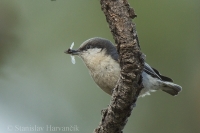 Brhlík drobný - Sitta pygmaea - Pygmy Nuthatch