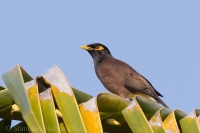 Škorec hnedý - Common Myna