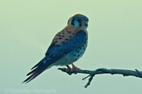 Sokol pestrý - Falco sparverius - American Kestrel