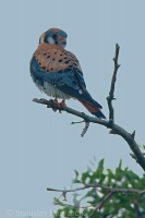 Sokol pestrý - Falco sparverius - American Kestrel