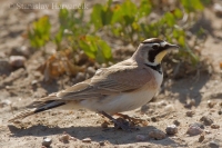 Uškárik vrchovský - Eremophila alpestris - Horned Lark