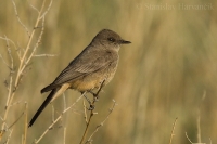 Pamuchár pláňový - Sayornis saya - Say's Phoebe