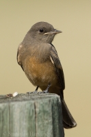 Pamuchár pláňový - Sayornis saya - Say's Phoebe