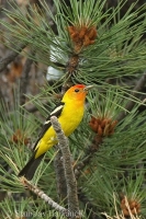 Piranga čiernochrbtá - Piranga ludoviciana - Western Tanager