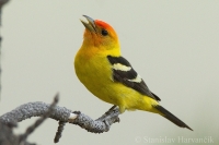 Piranga čiernochrbtá - Piranga ludoviciana - Western Tanager