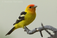Piranga čiernochrbtá - Piranga ludoviciana - Western Tanager