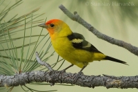 Piranga čiernochrbtá - Piranga ludoviciana - Western Tanager