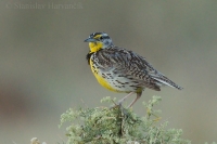 Lúčnik žltohrdlý - Sturnella neglecta - Western Meadowlark