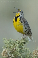 Lúčnik žltohrdlý - Sturnella neglecta - Western Meadowlark