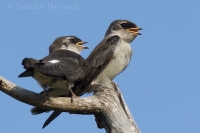 Lastovička smaragdová - Tachycineta thalassina - Violet-green Swallow
