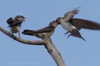Lastovička smaragdová - Tachycineta thalassina - Violet-green Swallow