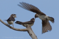 Lastovička smaragdová - Tachycineta thalassina - Violet-green Swallow