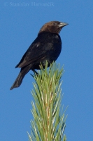 Zanášač čierny - Molothrus ater - Brown-headed Cowbird