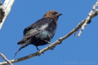 Zanášač čierny - Molothrus ater - Brown-headed Cowbird