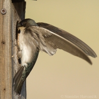 Lastovička dvojfarebná - Tachycineta bicolor - Tree Swallow