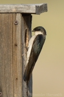 Lastovička dvojfarebná - Tachycineta bicolor - Tree Swallow