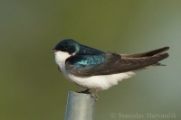Lastovička dvojfarebná - Tachycineta bicolor - Tree Swallow