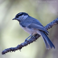 Sýkorka Gambelova - Poecile gambeli - Mountain Chickadee