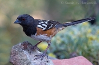 Strnádlik škvrnitý - Pipilo maculatus - Spotted Towhee