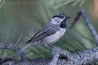 Sýkorka Gambelova - Poecile gambeli - Mountain Chickadee