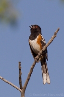 Strnádlik škvrnitý - Pipilo maculatus - Spotted Towhee