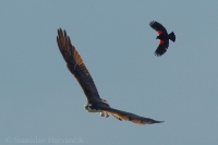 Kršiak rybár - Pandion haliaetus - Osprey and Vlhovec červenokrídly - Agelaius phoeniceus - Red-winged Blackbird