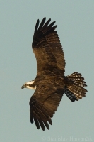 Kršiak rybár - Pandion haliaetus - Osprey