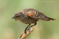 Vlhovec červenokrídly - Agelaius phoeniceus - Red-winged Blackbird
