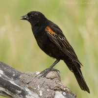 Vlhovec červenokrídly - Agelaius phoeniceus - Red-winged Blackbird