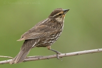 Vlhovec červenokrídly - Agelaius phoeniceus - Red-winged Blackbird