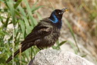 Vlhovec lesklý - Quiscalus quiscula - Common Grackle