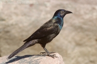 Vlhovec lesklý - Quiscalus quiscula - Common Grackle