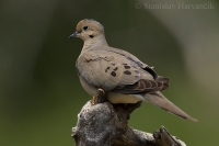 Machovka smútočná - Zenaida macroura - American Mourning Dove