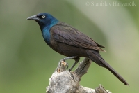 Vlhovec lesklý - Quiscalus quiscula - Common Grackle