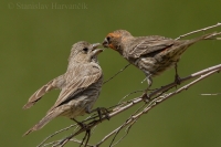 Červenák domový - Carpodacus mexicanus - House Finch