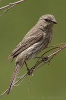 Červenák domový - Carpodacus mexicanus - House Finch