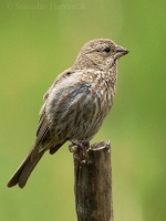 Červenák domový - Carpodacus mexicanus - House Finch