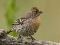 Červenák domový - Carpodacus mexicanus - House Finch