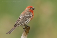 Červenák domový - Carpodacus mexicanus - House Finch