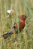 Červenák domový - Carpodacus mexicanus - House Finch