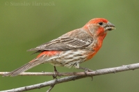 Červenák domový - Carpodacus mexicanus - House Finch