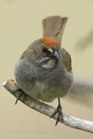 Strnádlik zelenochvostý - Pipilo chlorurus - Green-tailed Towhee