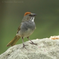 Strnádlik zelenochvostý - Pipilo chlorurus - Green-tailed Towhee